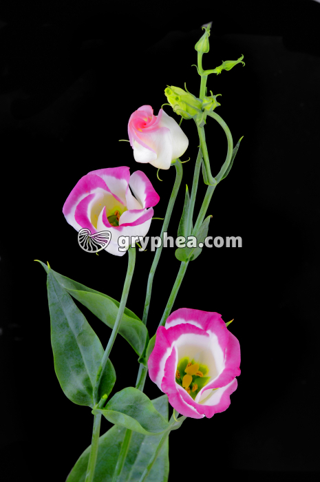 Lisianthus (Eustoma grandiflorum) - Fleurs et feuilles - gryphea.org